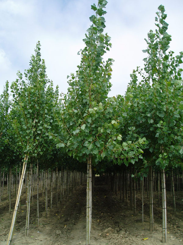 Populus Canadensis Robusta J D Van De Bijl