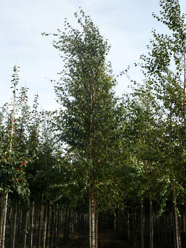 Береза пушистая класс. Береза пушистая Betula pubescens. Alnus incana pendula. Береза пушистая пирамидальная высота 1.8-2.0 м. 13. Береза пушистая (Betula pubescens).