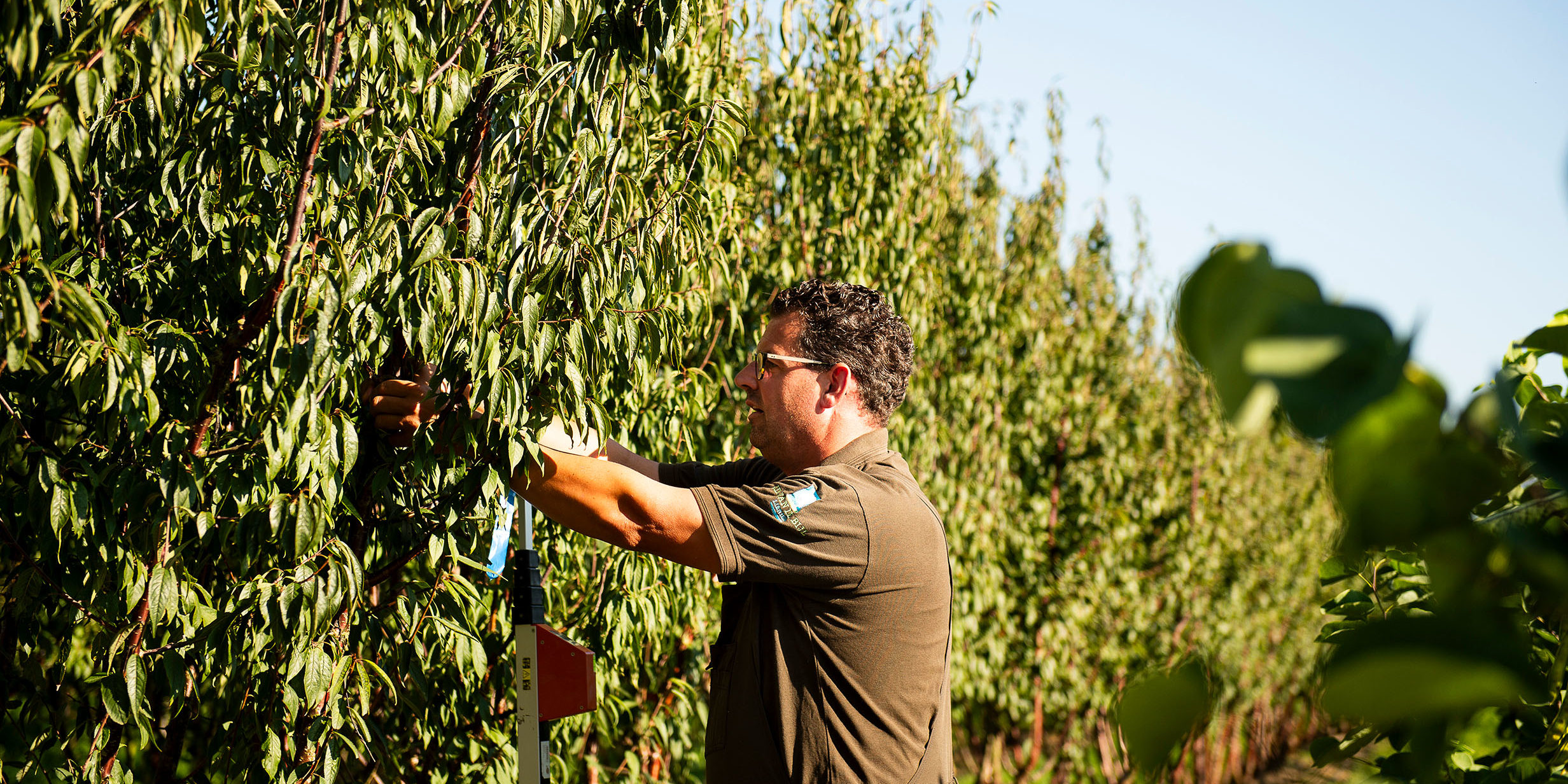 alleskunner_boomkweker_lr